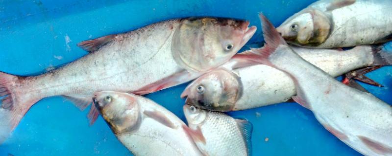 花白鲢喂养什么长得快,附花白鲢的养殖技术