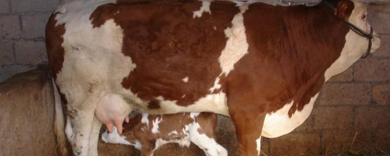 让母牛回奶用什么药,回奶一般需要多少天