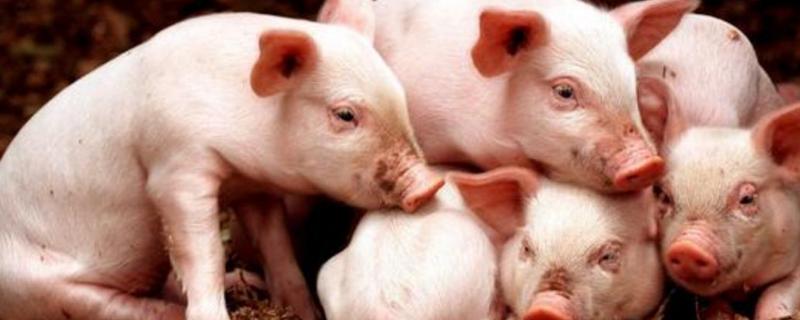 仔猪拉血痢应怎样治疗,血痢是由什么引起的