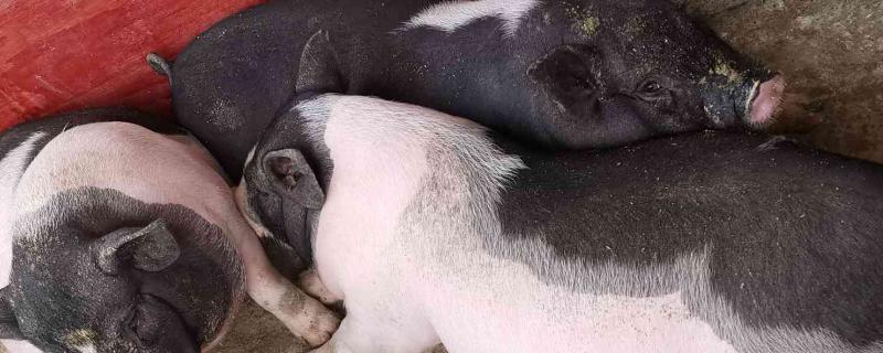 母猪细小疫苗应激症状,打细小疫苗不吃食正常吗