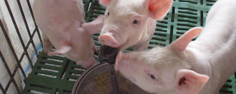 小猪仔拉白痢是什么情况用什么药,拉白痢是怎么引起的