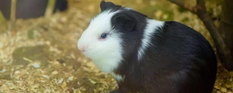 荷兰猪多大能繁殖,繁殖能力强吗