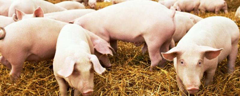 仔猪拉黄白痢土方法治,拉黄白痢是什么原因导致的