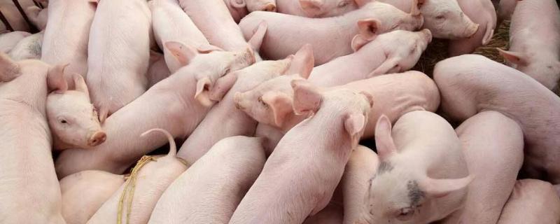 仔猪鼻子不通气用什么药,鼻子发紫是怎么回事