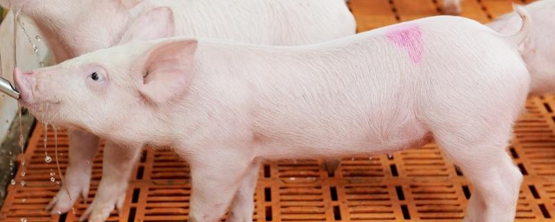 猪圈有苍蝇打什么药,猪圈里点蚊香对猪有没有影响