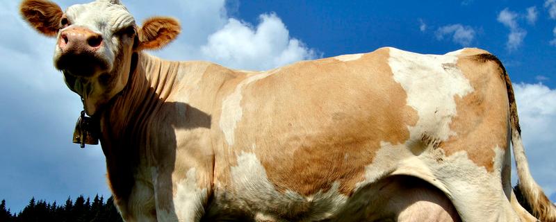 母牛285天怎么还不生,生小牛后多久可以配种