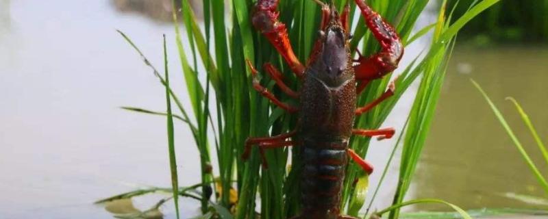 龙虾多久能长成大龙虾,喇蛄和小龙虾什么区别