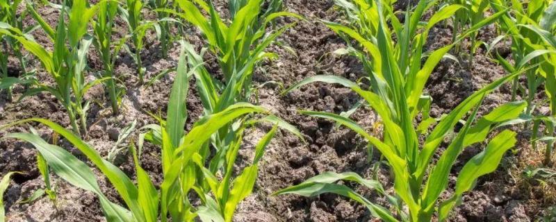 封闭药除草剂对苗有影响吗,打完下雨影响吗