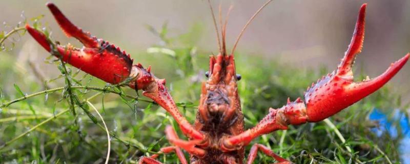 如何养龙虾,附养殖要求和条件