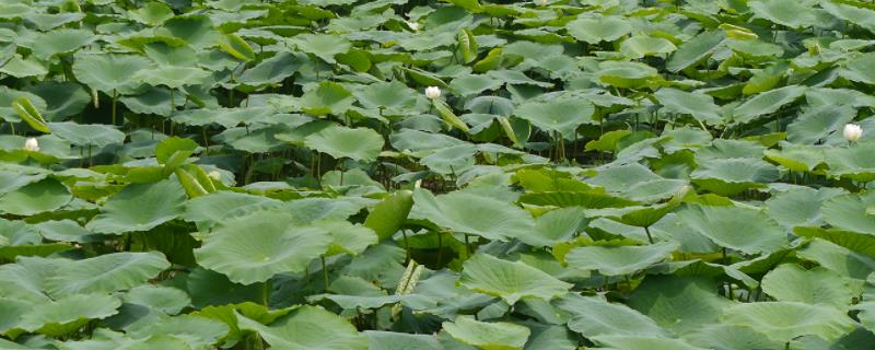 莲藕病虫害防治和用药