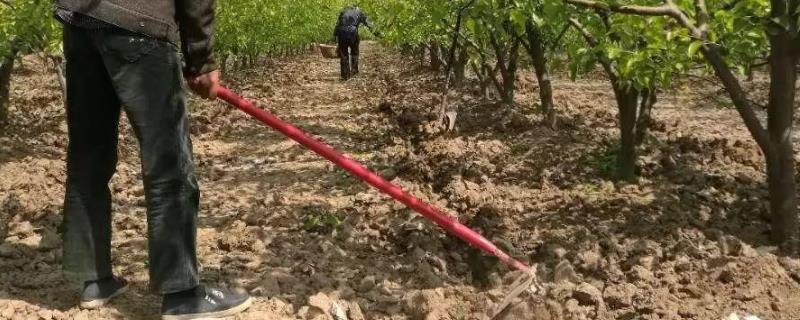 复合肥是直接撒还是溶水,附使用方法