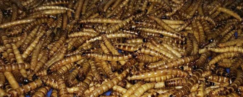 大麦虫买回家怎么养,大麦虫是什么的幼虫