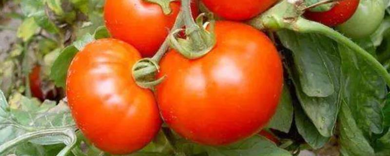 西红柿怎么打叉的方法,什么时候打合适