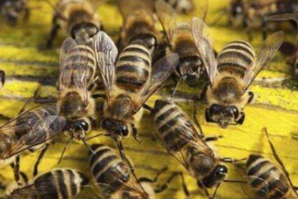 蜜蜂的养殖技术与管理,工蜂多少天出房