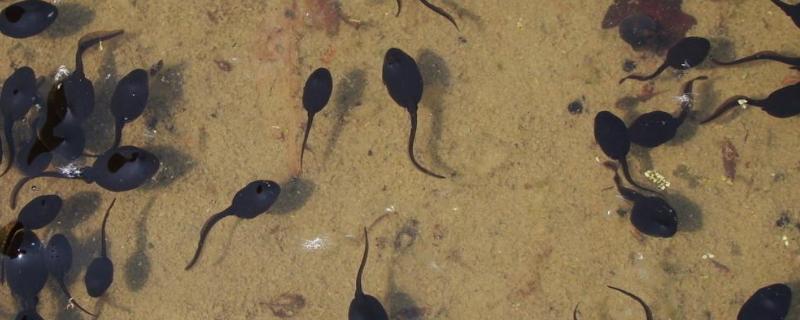 鱼塘里的蝌蚪怎么除掉,蝌蚪吃鱼苗水花吗