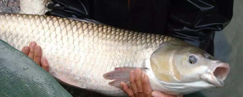 鲫鱼生长周期多长,工程鲫鱼一年长多大