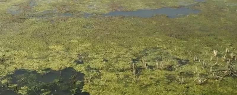 虾塘青苔最佳处理方法,不处理可以吗