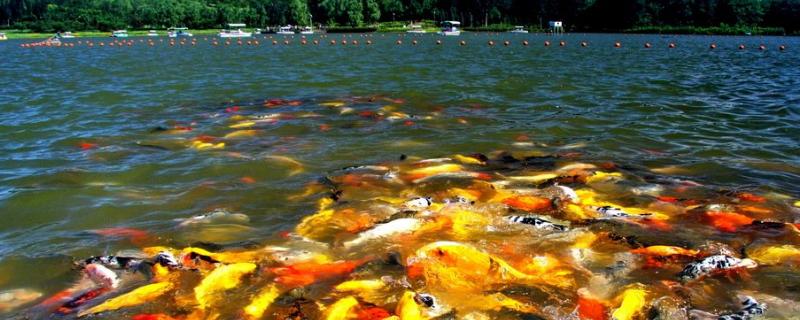 水产芽孢杆菌和乳酸菌混用吗,水产芽孢杆菌多久用一次