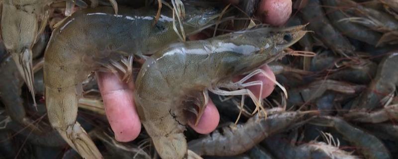 养南美白对虾前期怎么调水,附钙镁比例