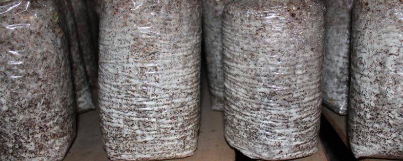 栽培时为何不用母种作菌种,菌种怎样培育蘑菇