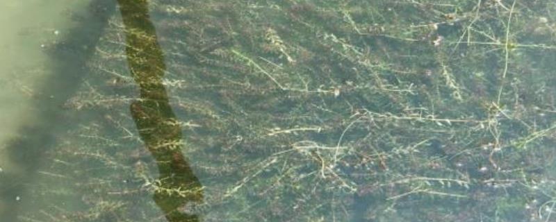 芽孢杆菌处理水草挂脏，和枯草芽孢有什么区别