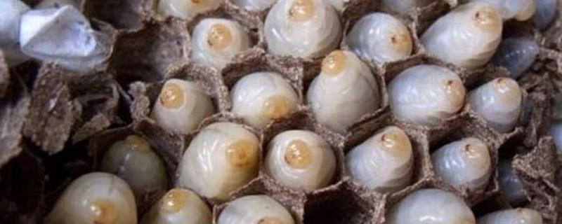 蜜蜂拖出白色蜂蛹是什么原因,蜂蛹是怎么形成的