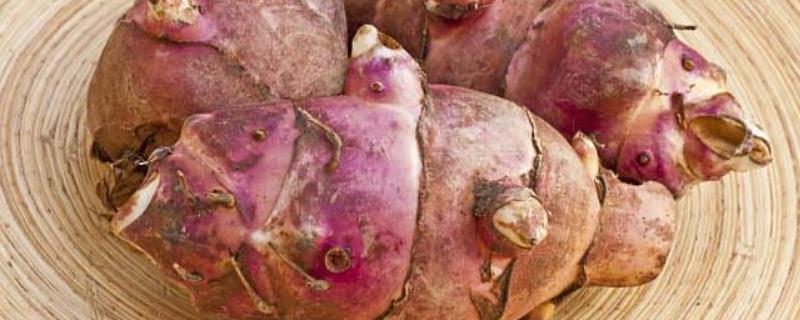 胰岛果适合什么地种植,胰岛果是普通的水果吗