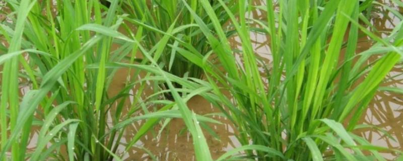 水稻白苗是什么原因，能恢复吗