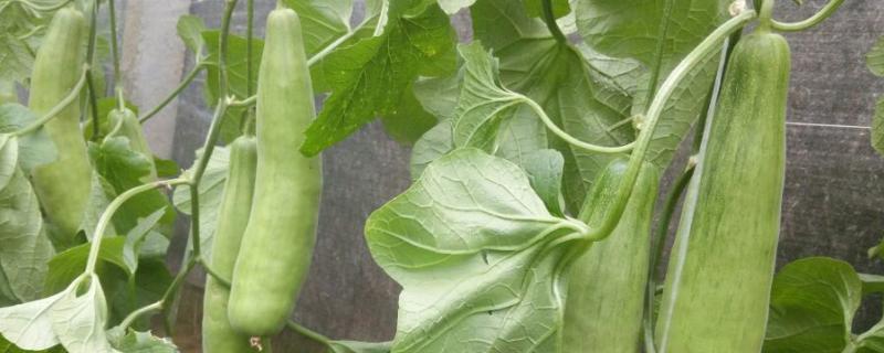 羊角蜜种植技术与管理,适合在什么地方种