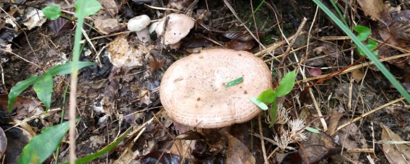 枞树菌几月份才有,可以人工种植吗