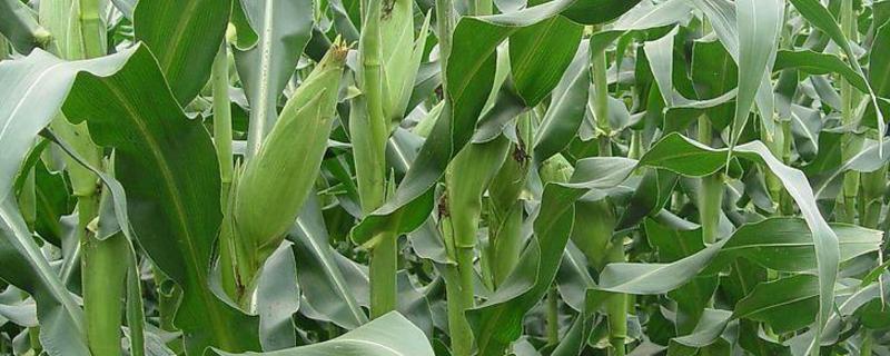 玉米叶面肥配方，什么时候打合适