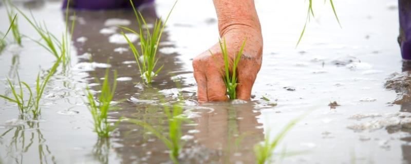水稻秧苗不长根是什么原因,根没盘好怎么办