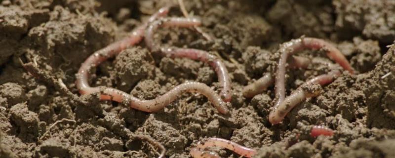 地龙仪一天能捉多少蚯蚓,附地龙仪的使用方法