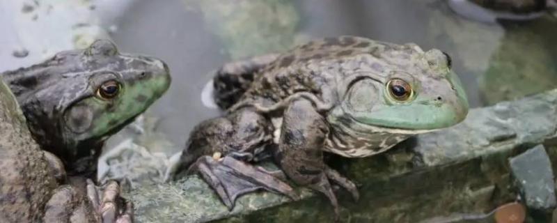 牛蛙最大能长到几斤，为什么禁止养殖