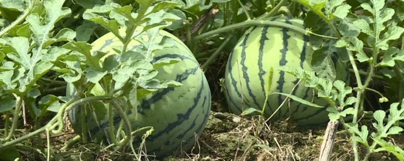 西瓜产量亩产量多少,产量最多的国家是哪国