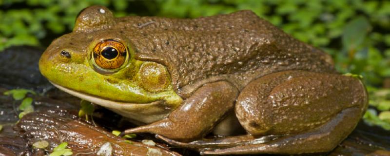 家养牛蛙吃什么食物，家养牛蛙有寄生虫吗