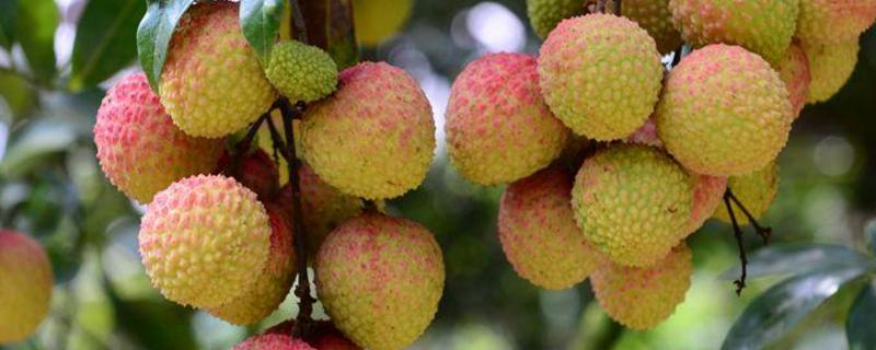 荔枝的种植方法和技术,亩产量多少斤
