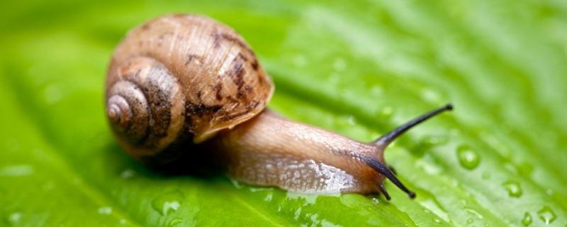 蜗牛生活需要什么,喜欢生活在什么环境中