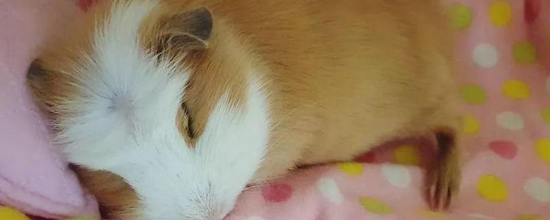 豚鼠怎么分公母，和荷兰猪有什么区别