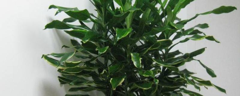 螺旋铁养殖方法和注意事项,开花后如何管理