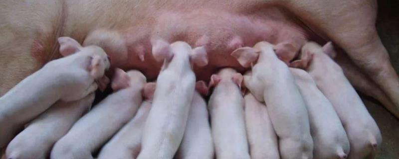 母猪乳房炎快速治疗,乳房炎症肿块怎么治疗