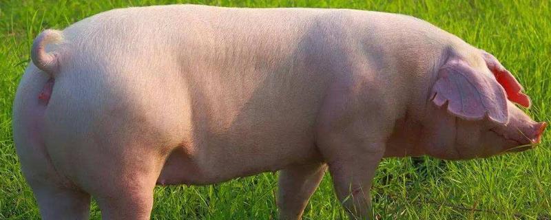 母猪发情不明显怎么治,附发情症状及最佳配种时间