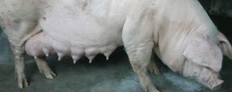 母猪产前几天减料最佳,产前有什么症状