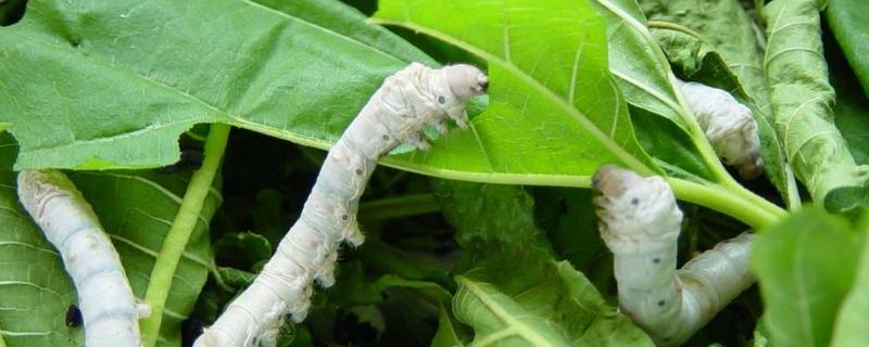 四龄蚕有多大,蜕皮需要几天时间