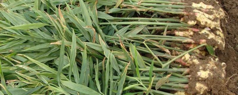 种生姜用什么肥料高产,肥料用多了会不会空心