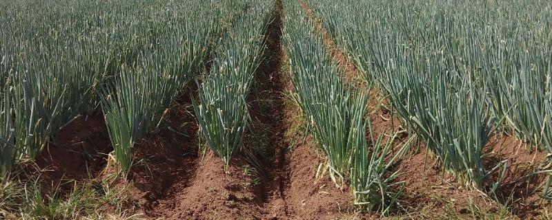 大葱根部生蛆怎么办,是什么原因导致的