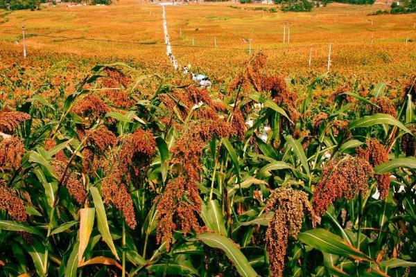 高粱种植地区,附种植方法