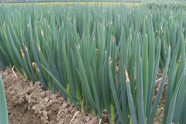 大葱亩产20000斤种植技术,大葱和小葱的区别