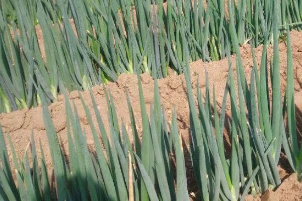 大葱亩产20000斤种植技术,大葱和小葱的区别
