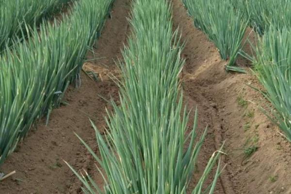 大葱亩产20000斤种植技术,大葱和小葱的区别